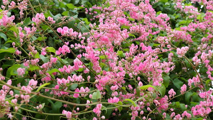 Obraz premium Glorious Antigonon leptopus, Mexican creeper, coral vine in garden