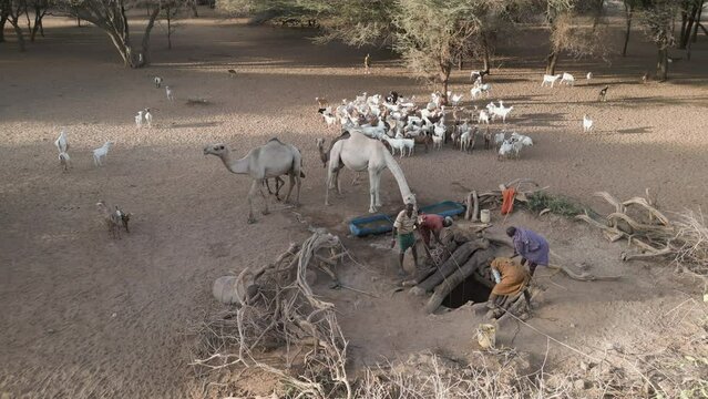 Climate change.drought.water crisis.Aerial view.African men drawing water for livestock,goats,camels from very deep wells due to persistent drought. Kenya