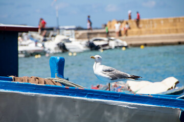 sea gull on the boat