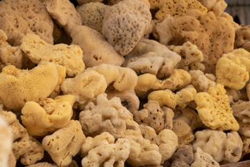 Natural  sea sponges
