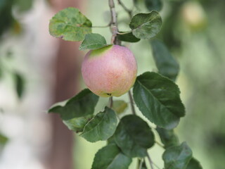 apples on a branch