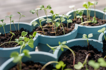 Plant pots with radish sprouts close up