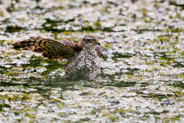 Eurasian sparrowhawk taking a bath