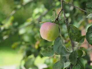 apples on tree