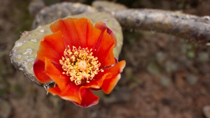 La flor de la tunera (Opuntia máxima Mill).