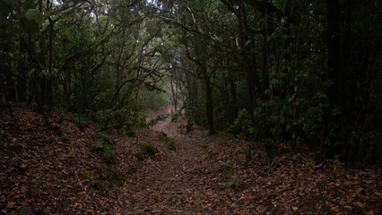 Sendero por el bosque de laurisilva. 