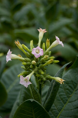 Obraz na płótnie Canvas Common tobacco (Nicotiana tabacum). Inflorescence of tobacco flowers.