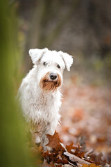 Schnauzer is standing in the forest. It is autumn portret.
