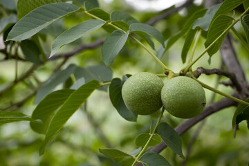 Walnut. Green fruits of a walnut. Ripening walnut fruit. Harvesting.