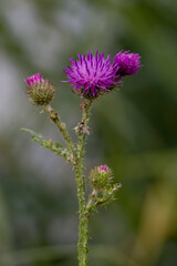 Thistle (Herbaceusmilk). Thistle flower in natural habitat. Purple thistle flower.