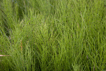  Horsetail Equisetum arvense. Horsetail grass. Horsetail grass in summer.