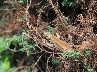 lizard on the tree