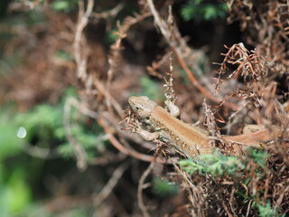 grasshopper sitting on a grass