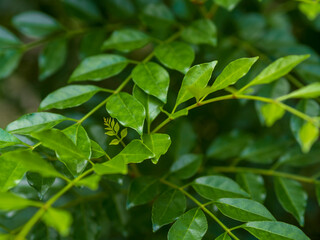 緑の葉の小さい若葉