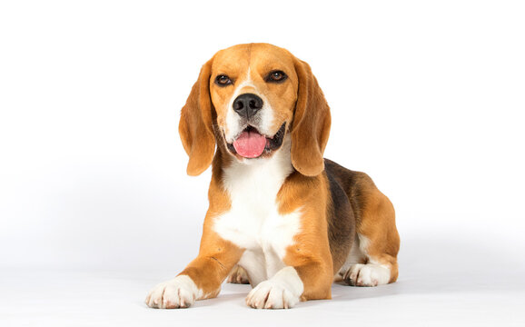 dog breed beagle lies on a white background