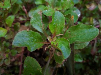 portulaca leaf with selective focus