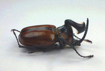 Beetle freak isolated on white. Rhinoceros beetle horn twisted Golofa xiximeca close up, collection beetles, dynastidae, coleoptera, insect