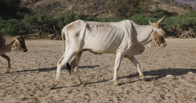 Climate change.drought.water crisis.Close-up.Emaciated thin cow and her calf walking along a dusty,dry river bed to water points due to persistent drought. Kenya