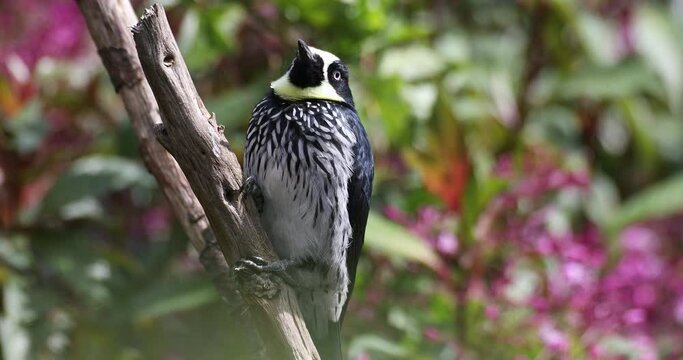 Acorn woodpecker (Melanerpes formicivorus) in natural habitat, San Gerardo de Dota, Wildlife and birdwatching in Costa Rica.
