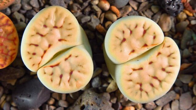 Mesembs (Lithops karasmontana) South African plant from Namibia in the botanical collection of supersucculent plants