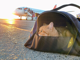 Cat in carrying case at airplane in sunrise. Сat carrier at airport. Pet sitting in pet carrier....