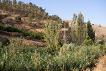 Ajloun, Jordan : The road to the Rashrash waterfall (Wadi Zqieq)