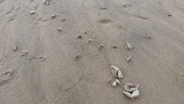 Pflugschnecken fressen tote Quallen, die am Plettenberg Bay Strand Indischer Ozean S&uuml;dafrika angeschwemmt sind
