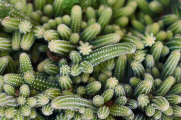 Top view of lots of cactus