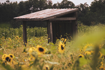 Shed in a Sunflower Field