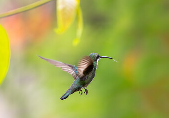 Hummingbird flying away from the camera with her tongue out.  Black-throated Mango