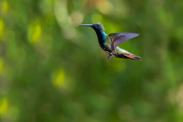 Tropical Black-throated Mango hummingbird hovering in the rainforest with a green background.
