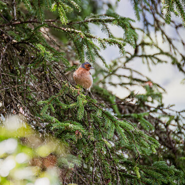 Little robin posing on a pine branch