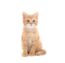 One little red kitten sitting.