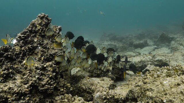 Group of Barberfish and surgeon fish swimming in Galapagos.
