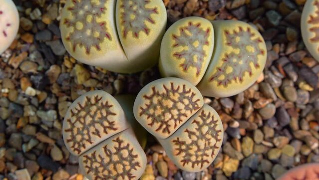 Mesembs (Lithops julii) South African plant from Namibia in the botanical collection of supersucculent plants