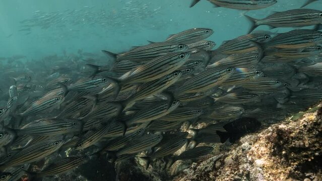 Underwater scenery revealing a gathering of black striped salema.