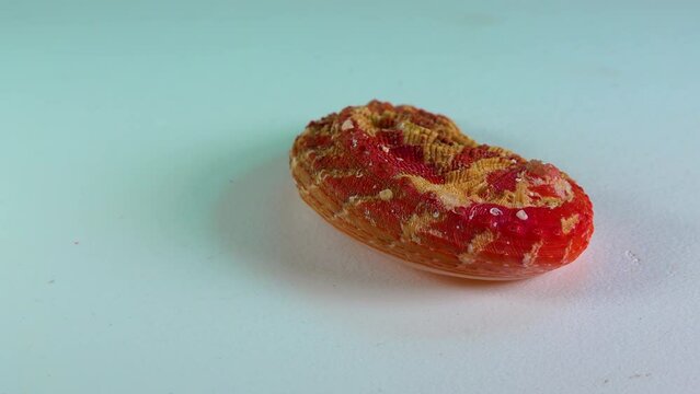 Haliotis, common name abalone, is the only genus in the family Haliotidae