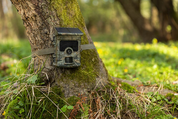 Camera trap with integrated solar panel charging internal battery while strapped to a tree in nature. Trail cam for monitoring of animal activity with photovoltaic cell. Concept of green energy. - obrazy, fototapety, plakaty