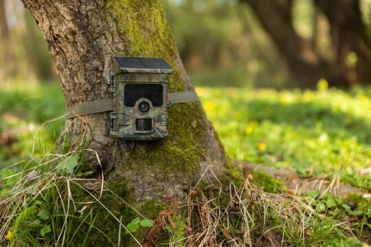 Camera Trap" Immagini - Sfoglia 800 foto, vettoriali e video Stock | Adobe  Stock