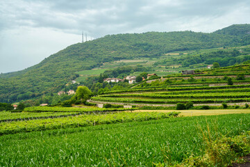 Fototapeta na wymiar Vineyards on the hills near Mori, Trento, Italy