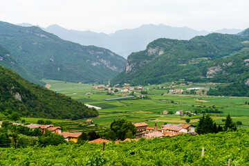 Vineyards on the hills near Mori, Trento, Italy