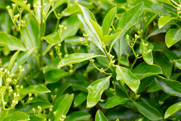 The evergreen Japanese spindle tree Euonymus japonica is used for hedges.