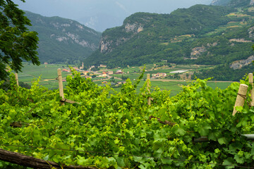 Vineyards on the hills near Mori, Trento, Italy