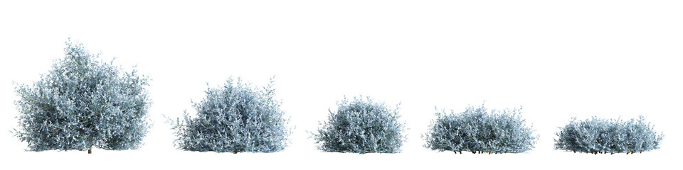 3d illustration of set rhagodia spinescens silver border bush isolated on white background