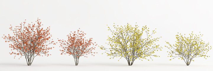 3d illustration of set hamamelis x intermedia tree isolated on white background