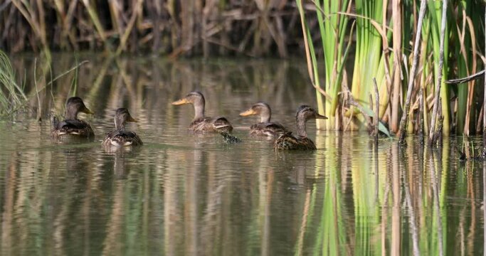 Females of wild bird duck mallard, anas platyrhynchos, swim in morning light on spring pond. Czech Republic, Europe wildlife