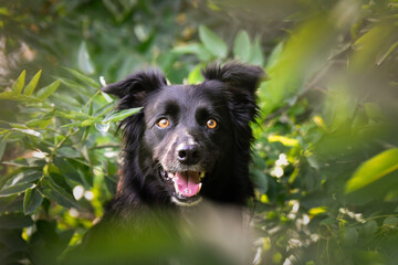 Autumn face of tricolor border collie He is so cute in the leaves. He has so lovely face.