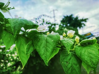 WATER DROPLETS ON GREEN LEAVES.