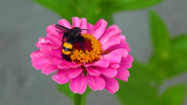 Wasp (Scolia hirta) collects nectar from blooming flowers