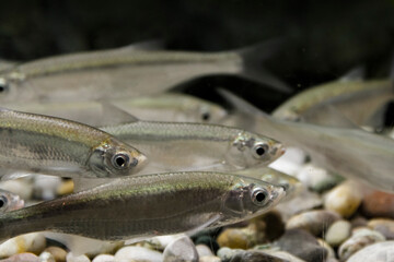 Group of common bleak in the water